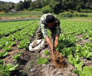 Los productores del agro en Comayagua, Choluteca, Valle, Francisco Morazán, El Paraíso y La Paz pueden acceder al alivio temporal. Se busca extender este mecanismo a más regiones.