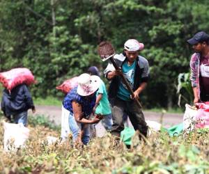 De acuerdo con el BM, la escasez de datos, encuestas y censos nacionales impiden una evaluación exhaustiva y actualizada de las características geográficas y socioeconómicas de los agricultores.