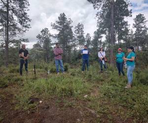 La distinción a Honduras resalta la buena labor que despliega el Gobierno, a través del ICF, en las labores de conservación y protección de los bosques hondureños