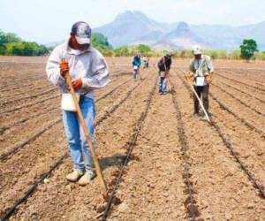 Campesinos preparan la tierra para a siembra de maíz de primera que comienza en mayo.