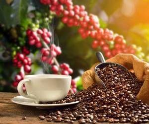 <i>El proceso del café es fascinante y abarca diversas etapas. </i>