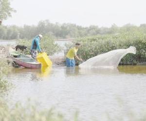 La industria camaronera de Choluteca y Valle sería uno de los afectados por la no extensión del Régimen de Importación Temporal.