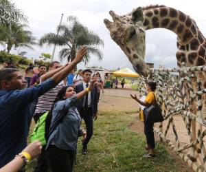 Big Boy era una jirafa macho de 15 años que llegó a Joya Grande proveniente de un zoológico de Guatemala.