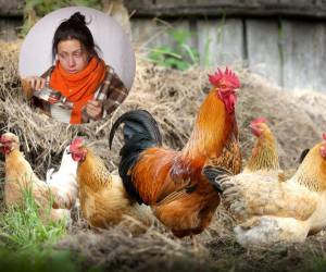 Las aves domésticas como: pollos, gallinas, patos, gansos, pavos y otros podrían contagiar a un humano si este estuviera infectado de gripe aviar.