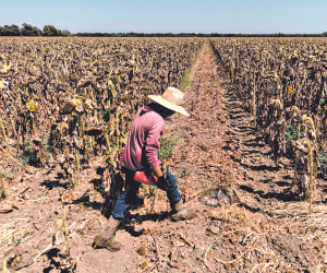 El 2024 será el segundo año más caluroso en la historia de Honduras, según Cenaos y Copeco.