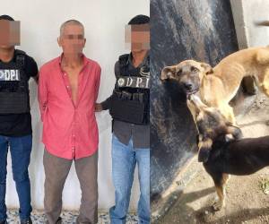 Un sexagenario fue capturado en Colón acusado de maltrato animal agravado. Aquí los detalles del sufrimiento de los pequeños caninos.