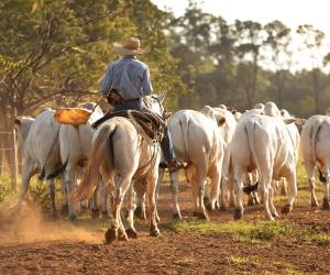 La iniciativa de la escuela de ganaderos que lidera la SAG busca asegurar la producción sostenible de las fincas de ganado de los productores hondureños.