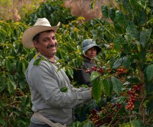 <i>Las regiones cafetaleras de Honduras son conocidas por producir granos de café de alta calidad con perfiles de sabor distintivos.</i>