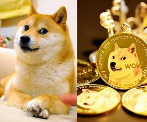 Kasobu, la perra japonesa detrás de los memes Doge y Dogecoin, murió el pasado viernes 24 de mayo. Así lo informó su dueña, Atsuko Sato. La noticia trascendió rápidamente en redes sociales y generó conmoción, pues Kasobu era una mascota muy popular. A continuación te brindamos algunos detalles.