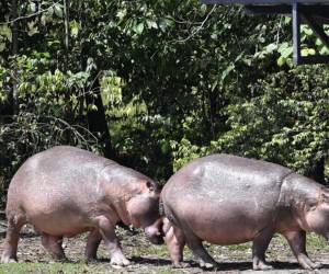 Un hipopótamo murió atropellado la noche del martes en la autopista Bogotá-Medellín de Colombia.