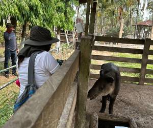 La Fiscalía de Ambiente presentará un informe sobre los hallazgos por el equipo multidisciplinario.