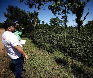 Los productores de café ven con preocupación que muchos están dejando esa actividad debido a que ya no es rentable.