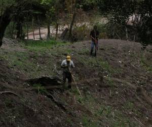 El impacto de la falta de agua en las cosechas de Honduras mantiene en alerta a productores. Desde Cenaos dijeron que solo habrá entre 30 y 40 días de lluvia y que luego viene una etapa de sequía.