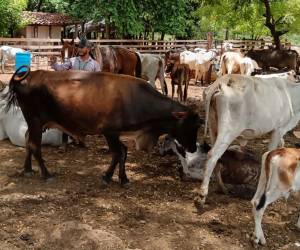 Personal de Senasa realizó inspecciones epidemiológicas en más de 330 fincas ubicadas alrededor de la frontera entre Honduras y Nicaragua.