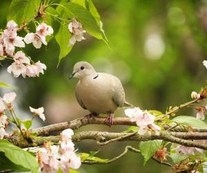 Esta paloma es la última de varias detenidas por las autoridades indias bajo sospecha de espionaje.