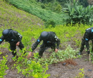 Miembros de la Policía Militar en la plantación de la comunidad de de las Brisas Pacura en Olanchito.