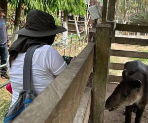 El pasado 6 de mayo, autoridades del ICF llegaron hasta Joya Grande para rescatar a los animales que habitaban en el zoológico.