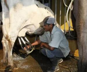 13% del PIB agrícola del país es aportado por el sector ganadero, de acuerdo con la SAG, y 21% considerando el procesamiento de leche.