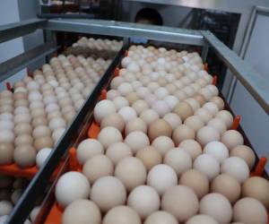 La planta de incubación avícola, ubicada en la Universidad Nacional de Agricultura (UNAG) en Catacamas, cuenta con capacidad para incubar hasta 31,000 huevos, incorporando tecnología moderna para mejorar la productividad del sector avícola hondureño.