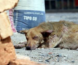 La tristeza de los animales se percibe al contemplarlos mientras buscan una oportunidad para vivir.