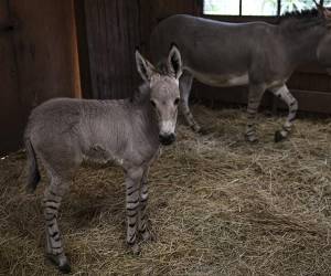 El zoológico espera ahora enviar ejemplares a otros países y recibir también nuevos asnos para ampliar la variedad genética de la subespecie, Equus asinus somalicus.
