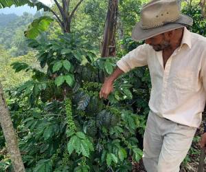 El café es el principal producto agrícola de exportación al aportar más del 3% al PIB Nacional y cerca de 30% al PIB Agrícola.