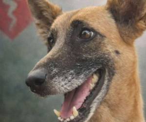 Un acto inhumano le arrebató la vida a la perrita Bella, quien vivía en la Universidad Nacional Autónoma de Honduras (UNAH), bajo el cuidado de “Huellas Solidarias”, un grupo de estudiantes voluntarios. ¿Qué pasó el día de su muerte?