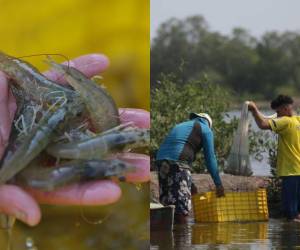 En medio de una fuerte crisis que ha afectado a cientos de acuicultores, un Juzgado de Sinaloa, México, decidió retirar el embargo al camarón hondureño.