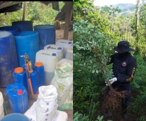 Agentes antidrogas aseguraron esta mañana una extensa plantación de hojas de coca y un narcolaboratorio en el municipio de Iriona, Colón, en una operación.