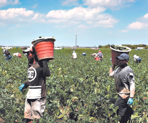 Solo en Texas se estipula que hay unos 500,000 hondureños: 150,000 con papeles y unos 350,000 sin documentos.