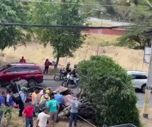 El vehículo impactó contra un árbol que estaba en la mediana.