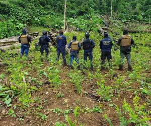 Se trata de tres manzanas de plantación de coca, que supera las 21 mil plantas.