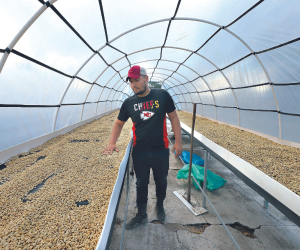 El precio internacional del café continúa experimentando altibajos y aún no ha podido llegar a los niveles de la pasada cosecha