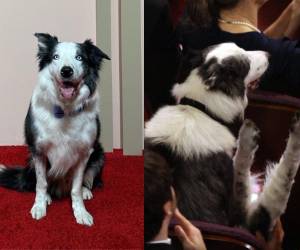 El can formó parte del elenco de la película por 22 días.