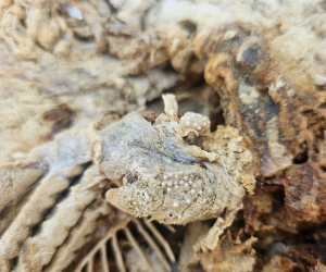 Las fotos que se le tomaron a los alimentos muestran un producto lleno de hongos y en condición que no es recomendable consumir.