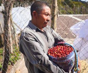 La capacitación sobre café de especialidad es importante para al caficultor, porque le abre la oportunidad de obtener diferenciales sobre el precio.