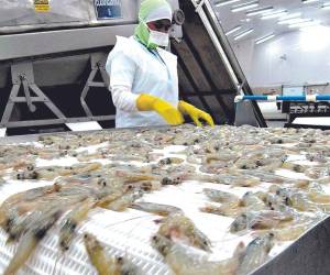 La producción y exportación de camarón representa un aporte muy importante para la comunidad local.