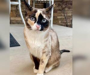 Después de rescatar a la mascota, su dueña la llevó a casa y al veterinario, asegurándose de que recibiera la atención necesaria después de seis días en la caja de cartón.