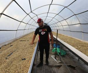 Luego de un largo proceso de tratamiento, el café uva pasa a café en pergamino seco, listo para la exportación a los diferentes mercados del mundo.