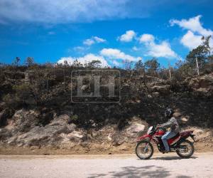 En tan solo 11 años, es decir, de 2013 a 2024, Honduras perdió el 7.3 % de su cobertura forestal, según el informe Estado de País 2026: Cambio climático, bosques y vida en riesgo, elaborado por el Instituto de Justicia y la Asociación para una Sociedad más Justa (ASJ).