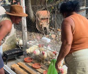 La AMDC trabaja con expertos para identificar la vocación productiva y las necesidades específicas de cada aldea, como la reciente entrega de gallinas ponedoras a las familias de Río Hondo.