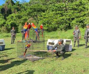 En páginas web o redes sociales se ven anuncios de personas que venden aves o reptiles. Sin publicar su nombre, los traficantes comparten fotografías de los animales. Las personas interesadas pueden llamar al teléfono que ellos comparten.