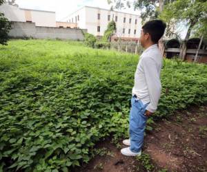 En la Escuela República de Nicaragua, los niños producen hortalizas sin ayuda económica por parte del despacho de Educación.