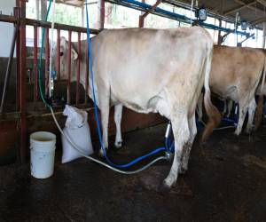 El litoral atlántico, la zona norte, Olancho, El Paraíso, Choluteca y Francisco Morazán son las regiones más ganaderas y productoras de leche en el territorio hondureño.