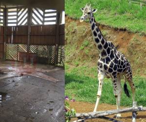 El pasado jueves sorprendió la muerte de la famosa jirafa Big Boy del zoológico Joya Grande, ubicado en Santa Cruz de Yojoa, al norte de Honduras. En las últimas horas, se conoció que a la jirafa le quitaron la piel y la enterraron donde solía habitar, aunque la causa de su muerte sigue siendo un misterio.