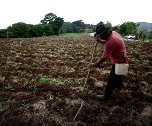 El interés de algunos países asiáticos en garantizar la seguridad alimentaria para su población podría la oportunidad para invitarlos a invertir en el sector agrícola en Honduras.