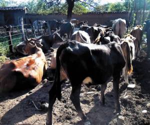 El Gusano Barrenador de ganado son larvas de moscas que depositan sus huevos en heridas frescas de animales de ganadería.