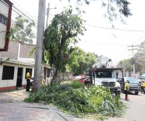 Los capitalinos que consideran que un árbol provoca daños y pueden comprobarlos, son los que realizan solicitudes de poda o corte.
