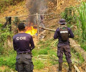 Según las autoridades policiales, la plantación desmantelada en Patuca es la más extensa en la historia del país.