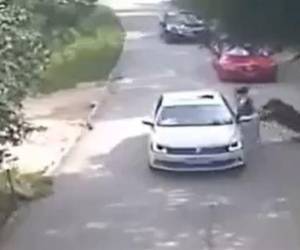 Mujer fue atacada por un tigre mientras discutía con su esposo